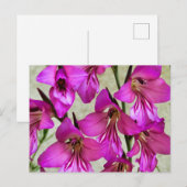 Byzantine Gladiolus Postkarte (Vorne/Hinten)