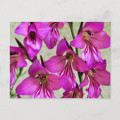 Byzantine Gladiolus Postkarte (Vorderseite)