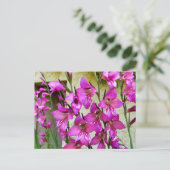 Byzantine Gladiolus Postkarte (Stehend Vorderseite)