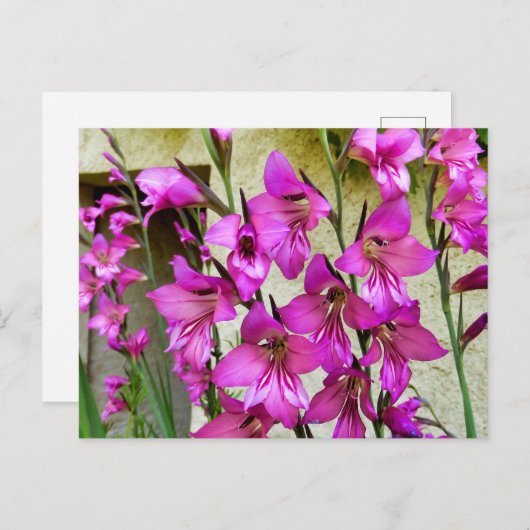 Byzantine Gladiolus Postkarte (Vorne/Hinten)