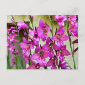 Byzantine Gladiolus Postkarte (Vorderseite)