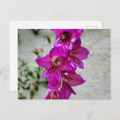 Byzantine Gladiolus Postkarte (Vorne/Hinten)
