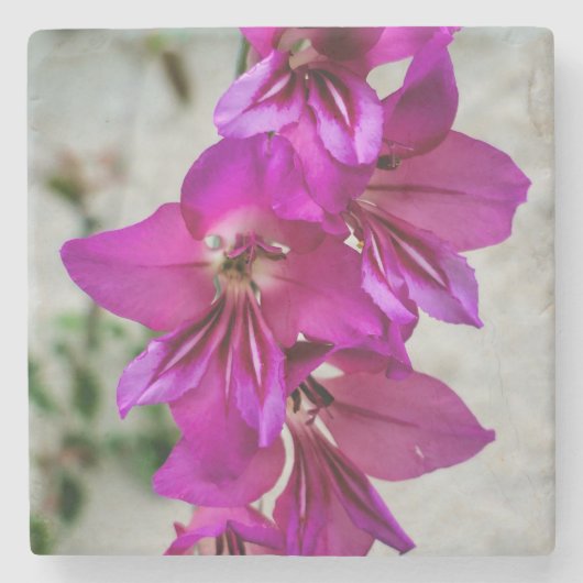 Byzantine Gladiolus Steinuntersetzer (Vorderseite)