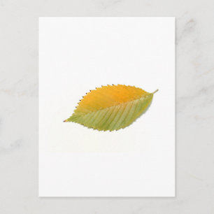 BZH22-1010-5 POSTKARTE