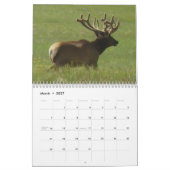 C10 Big Bull Elk Calendar Kalender (Mär 2027)