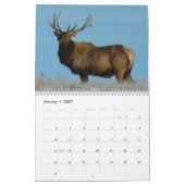 C10 Big Bull Elk Calendar Kalender (Jan 2027)
