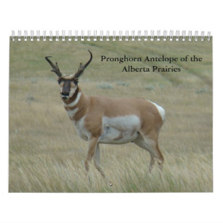 C11 Gabelantilope-Kalender Kalender
