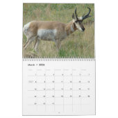 C11 Pronghorn Antelope Calendar Kalender (Mär 2026)