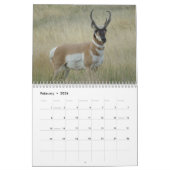 C11 Pronghorn Antelope Calendar Kalender (Feb 2026)