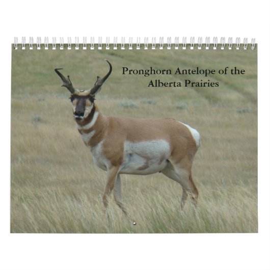 C11 Pronghorn Antelope Calendar Kalender (Titelbild)