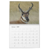 C11 Pronghorn Antelope Calendar Kalender (Jan 2027)