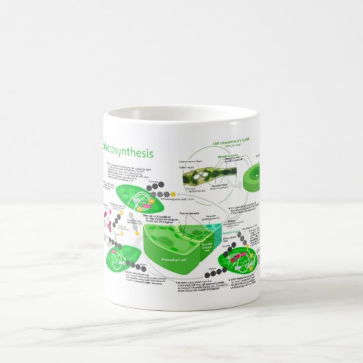 C4 Pflanze der Fotosynthese Kaffeetasse (Mittel)