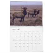 C9 Big Bull Elk Calendar Kalender (Mär 2027)