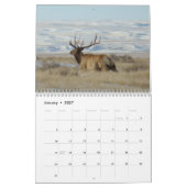 C9 Big Bull Elk Calendar Kalender (Jan 2027)