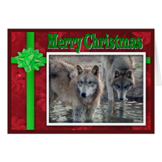 c-2011-grau-wolf-053