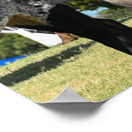 C-47 Skytrain in Texas Poster (Ecke)