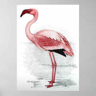 C G Finch-Davies Flamingo Poster