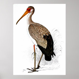 C G Finch-Davies Yellow Billed Stork Poster