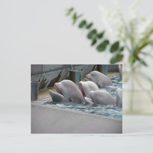 CA81WX4Z POSTKARTE (Stehend Vorderseite)