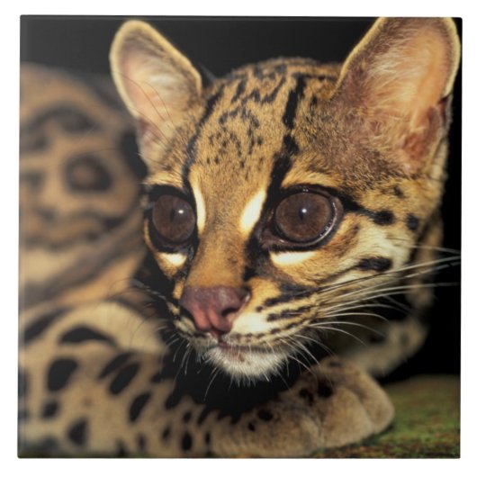 CA, Central Panama, Soberania NP, Margay 2 Fliese (Vorderseite)