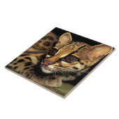 CA, Central Panama, Soberania NP, Margay 2 Fliese (Seite)