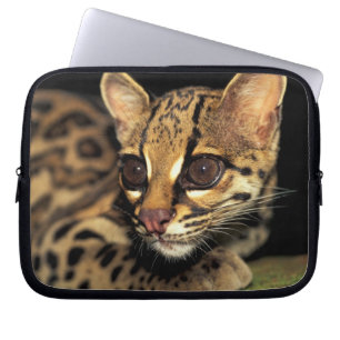 CA, Central Panama, Soberania NP, Margay 2 Laptopschutzhülle