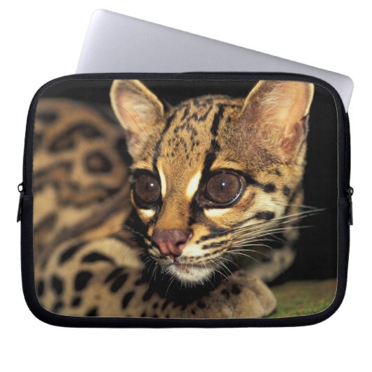 CA, Central Panama, Soberania NP, Margay 2 Laptopschutzhülle (Vorderseite)