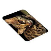 CA, Central Panama, Soberania NP, Margay 2 Magnet (Rechte Seite)