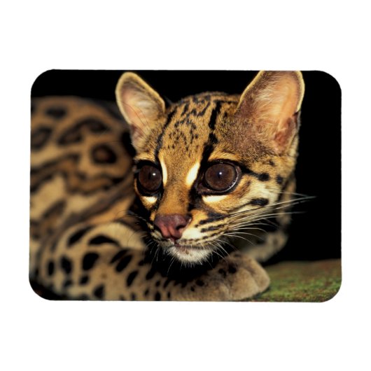 CA, Central Panama, Soberania NP, Margay 2 Magnet (Horizontal)