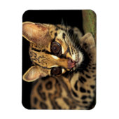 CA, Central Panama, Soberania NP, Margay 2 Magnet (Vertikal)