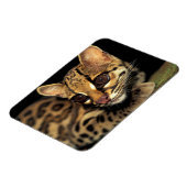 CA, Central Panama, Soberania NP, Margay 2 Magnet (Linke Seite)