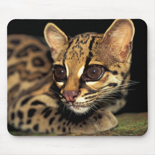 CA, Central Panama, Soberania NP, Margay 2 Mousepad (Vorne)