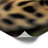 CA, Central Panama, Soberania NP, Margay 2 Poster (Ecke)