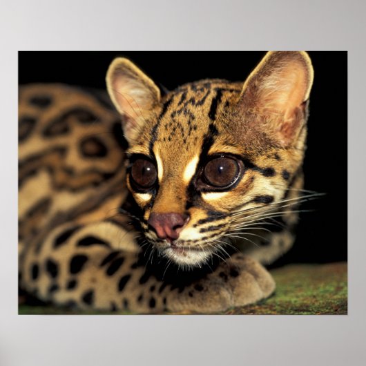 CA, Central Panama, Soberania NP, Margay 2 Poster (Vorne)