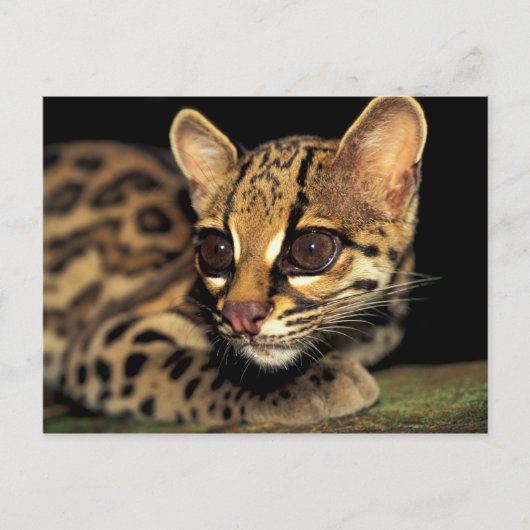 CA, Central Panama, Soberania NP, Margay 2 Postkarte (Vorderseite)