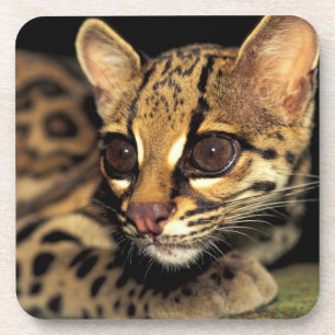 CA, Central Panama, Soberania NP, Margay 2 Untersetzer