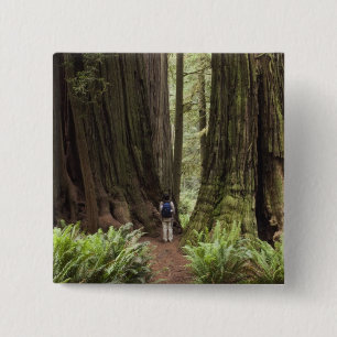 CA, Jedediah Smith Redwoods Staat Park, Button