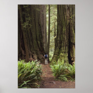 CA, Jedediah Smith Redwoods Staat Park, Poster