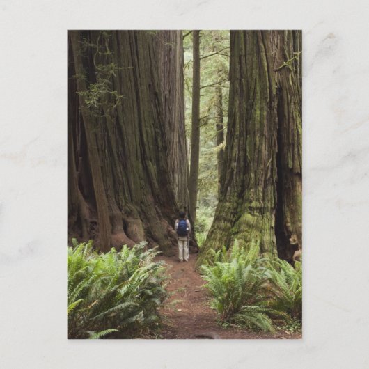 CA, Jedediah Smith Redwoods Staat Park, Postkarte (Vorderseite)