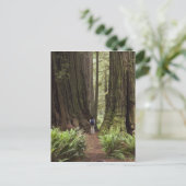 CA, Jedediah Smith Redwoods Staat Park, Postkarte (Stehend Vorderseite)