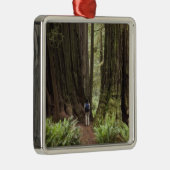 CA, Jedediah Smith Redwoods Staat Park, Silbernes Ornament (Rechts)