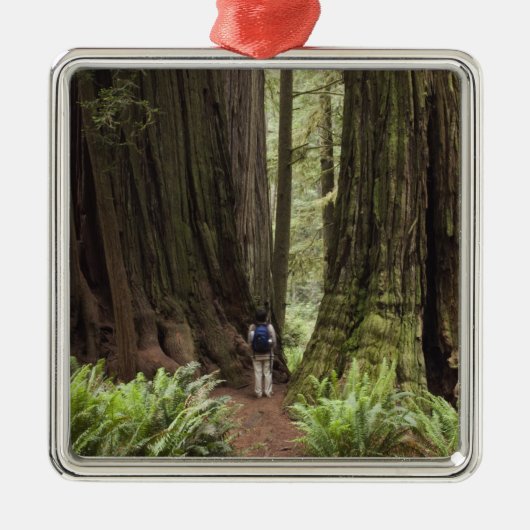 CA, Jedediah Smith Redwoods Staat Park, Silbernes Ornament (Vorne)