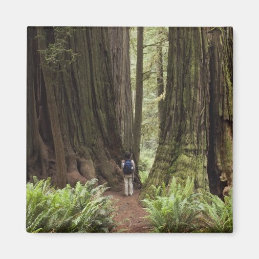 CA, Jedediah Smith Redwoods State Park, Magnet (Vorne)