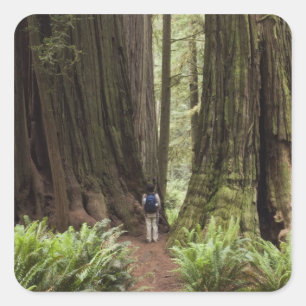 CA, Jedediah Smith Redwoods State Park, Quadratischer Aufkleber
