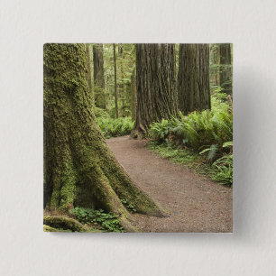 CA, Jedediah Smith Staat Park, Simpson Reed Button