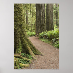 CA, Jedediah Smith Staat Park, Simpson Reed Poster