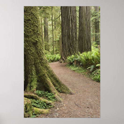 CA, Jedediah Smith Staat Park, Simpson Reed Poster (Vorne)