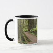 CA, Jedediah Smith Staat Park, Simpson Reed Tasse (Links)