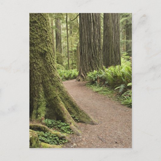 CA, Jedediah Smith State Park, Simpson-Reed Postkarte (Vorderseite)