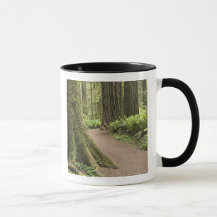 CA, Jedediah Smith State Park, Simpson-Reed Tasse